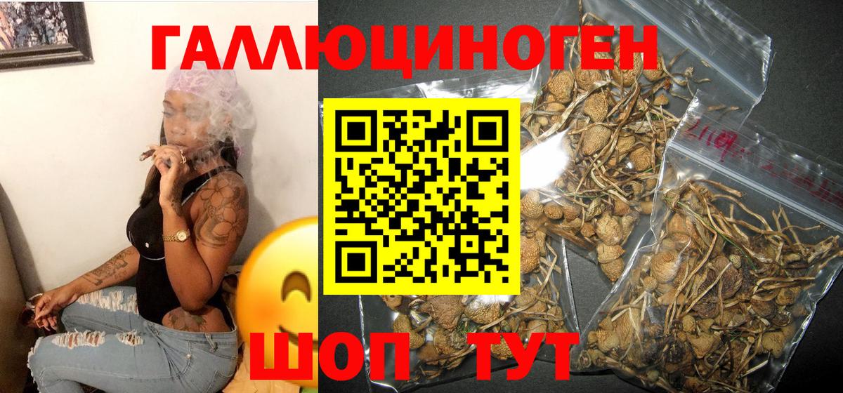 Псилоцибиновые грибы Cubensis Советская Гавань